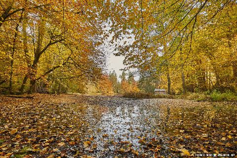 Gemeinde Tarsdorf Bezirk Braunau Huckinger See Herbst Innviertel (Dirschl Johann) Österreich BR